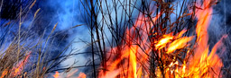 Wildland Fires Investigation