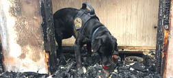 Ignitable Liquid Detection Canine Teams