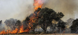 Fire Dynamics in the Wildland